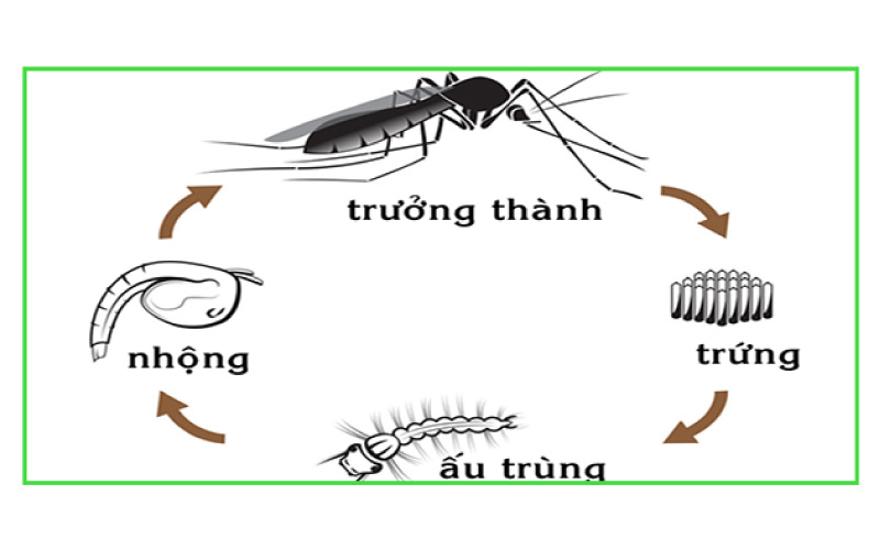 Chu kỳ sống của muỗi