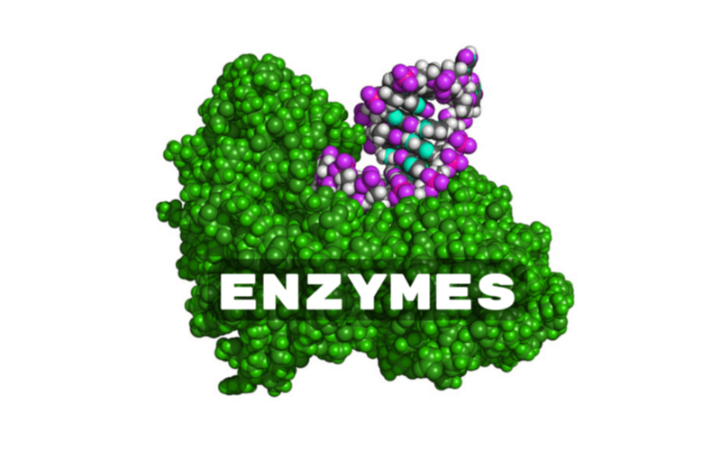 Enzymes