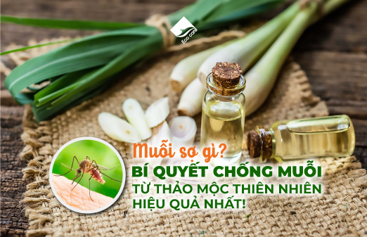 Muỗi Sợ Gì? Bí Quyết Chống Muỗi Từ Thảo Mộc Thiên Nhiên Hiệu Quả Nhất!