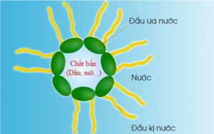 Chất hoạt động bề mặt (Surfactants) 