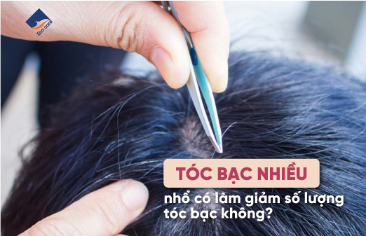 Tóc bạc nhiều nhổ có làm giảm số lượng tóc bạc không?