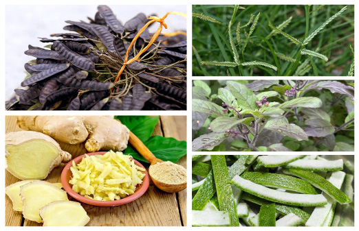 Thành phần lành tính – Bí mật phục hồi tóc từ gốc của Ecocare
