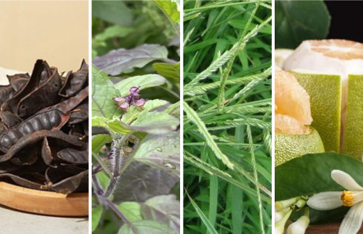 1. Khác biệt về nguồn gốc nguyên liệu