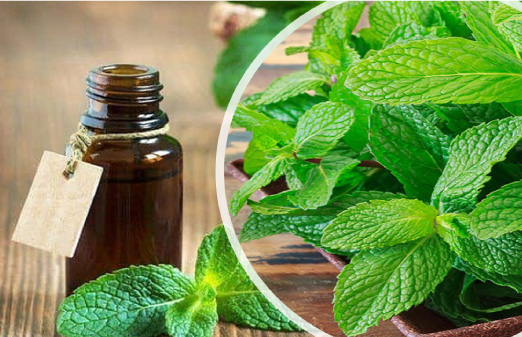 4. Tinh dầu Bạc Hà – Làm mát không gian, hỗ trợ tẩy dầu mỡ hiệu quả